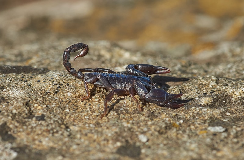 The Scorpion and the Frog Identity and Beliefs